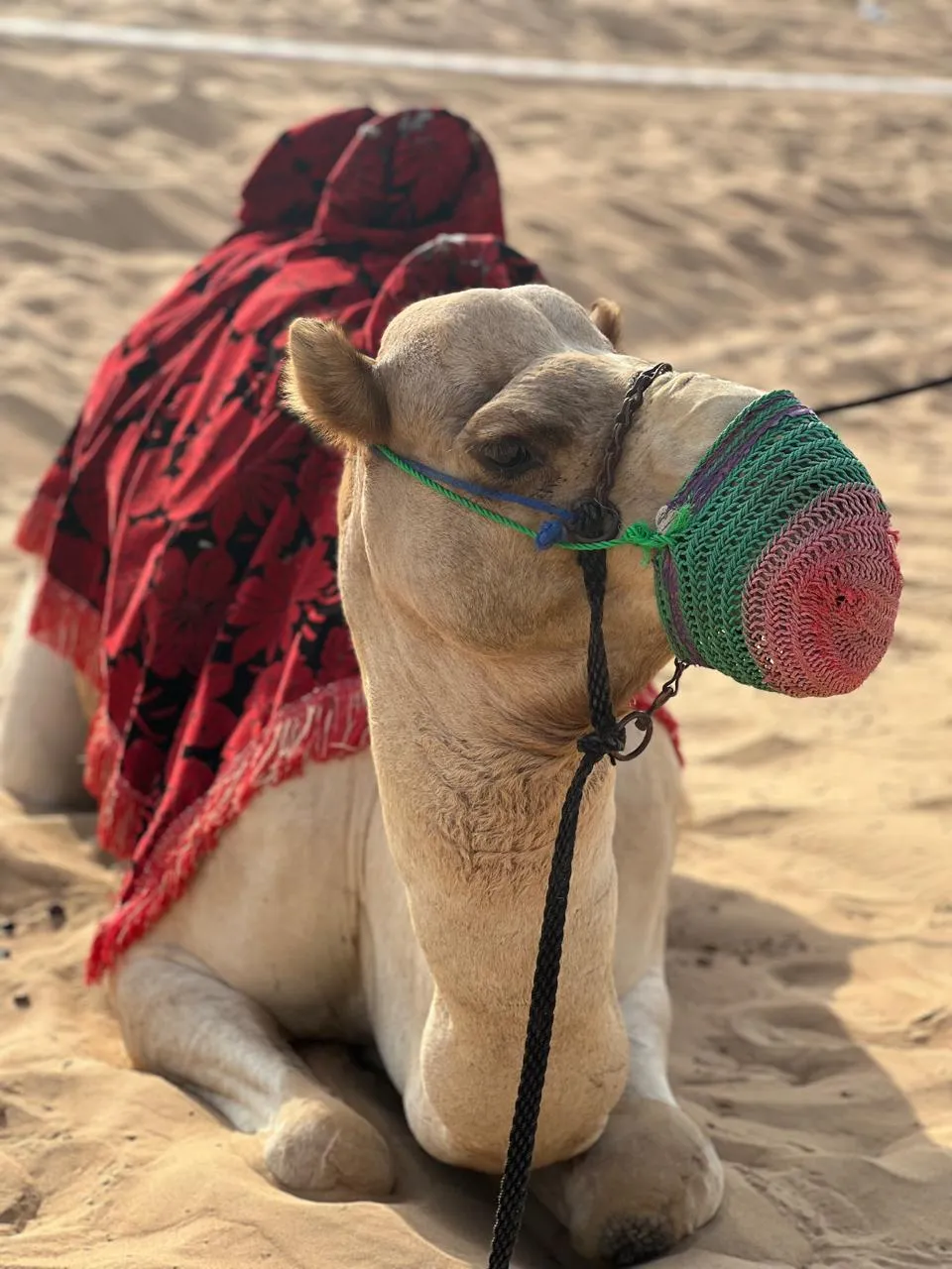 Camel Safari Dubai