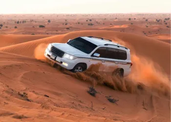 Evening Safari